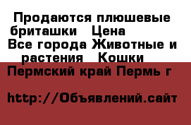 Продаются плюшевые бриташки › Цена ­ 2 500 - Все города Животные и растения » Кошки   . Пермский край,Пермь г.